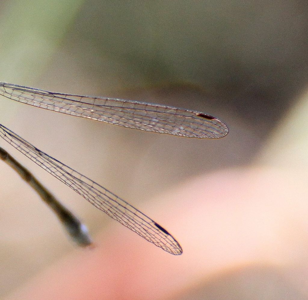 Lestes virens? no, sponsa